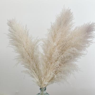 China Fashional Natural Large Pampas Dried Tubular Flower Preserved Grass Dried Pampas For Decoration for sale