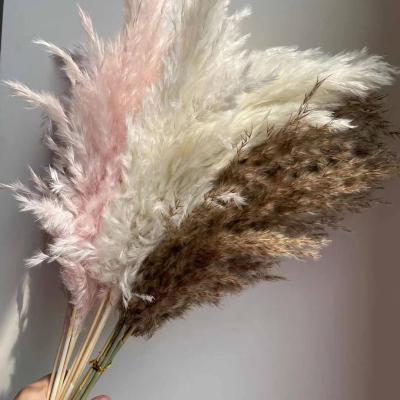 China Fashional 2022 Amazon hot sales dried small pampas grass for sale for sale