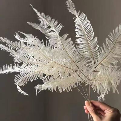 China Realistic wholesale decorative preserved fern for home decoration for sale