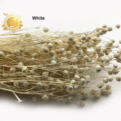 China Fashional Gift Natural Dried Flower Real Preserved Jequirity Dried Flowers For Wedding Flower Gift for sale