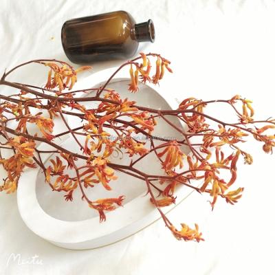 China Homedecor Preserved Kangaroo Paw For Christmas Flower Anigozantho Flower Bouquet from Kangaroo's Claw 70-80cm for sale