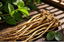 China Multifunctional Natural ANGELICA SINENSIS EXTRACT For Skincare for sale