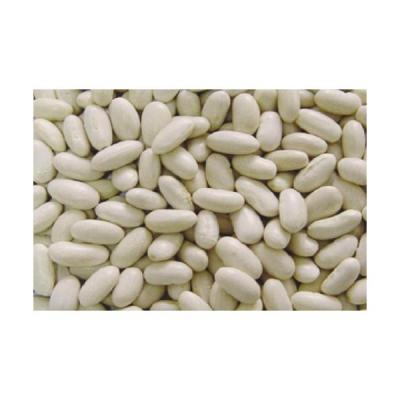 China 2021 New Popularity Natural Hot Selling Products Grade White Kidney Beans for sale