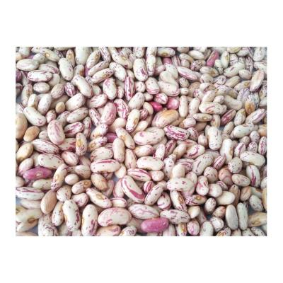 China China's new normal type attractive price spotted white bush bean volume for sale