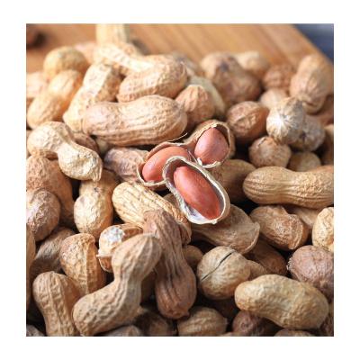 China High Grade Dry Raw Red Peel Peanut Seeds In Bulk Export Uzbekistan Manufacturer Wholesale Price for sale