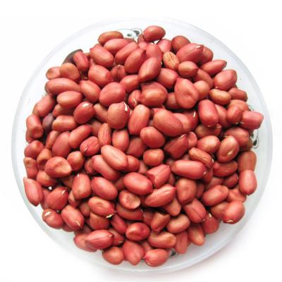 China Dry Vacuum Packed Fried Peanut/Fried Shelled/Salt Kernel Peanut Price For Sale for sale