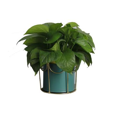 China Iron High Quality Modern Iron Flower Basket Decoration Metal Iron Flower Pot for sale