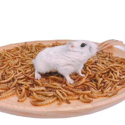 China 100% Pure Viable Pure Fish Meal Mealworm Meal Meal Feed Additive Fish Food and Mealworm Mealworm Powder for sale