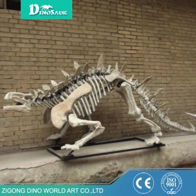 China Museum Resin Life Size Skeleton Dinosaur Reproduction For Sale for sale