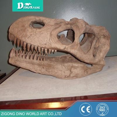 China Cheap Museum Fiberglass Dinosaur Fossil Skull Replica Life Size Dinosaur Skeleton for sale