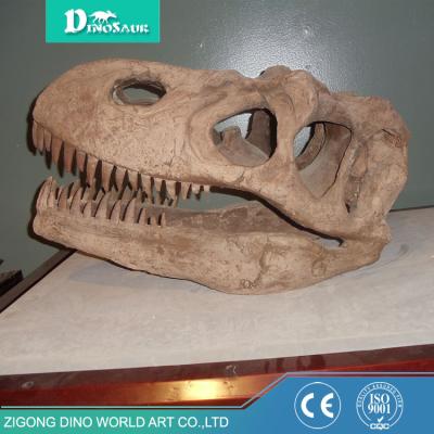 China Museum Dinosaur Fossils Fiberglass T-rex Skull Life Size Dinosaur Skeleton for sale