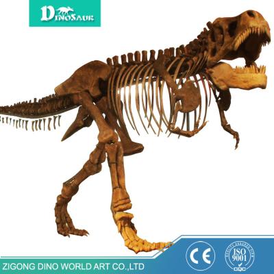 China Wholesale Tyrannosaurus Rex Fossils From Museum China Market for sale