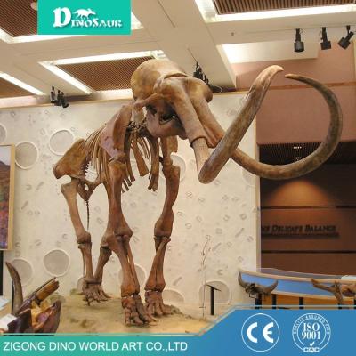 China Gigantic Museum Life Size Fiberglass Skeleton Fossil Life Size Dinosaur Skeleton for sale