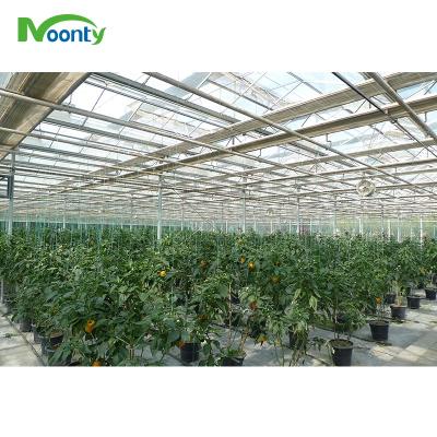 China Agriculture Planting Customized Agriculture And Smart Hydroponic Greenhouse for sale