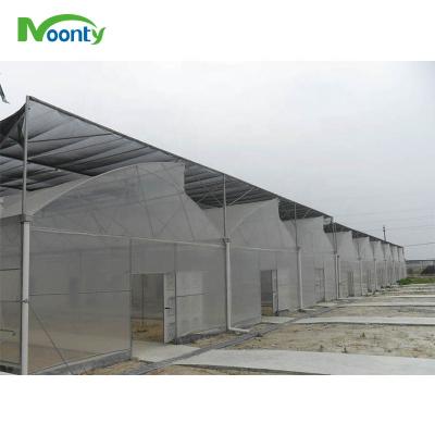 China Agricultural Low Cost Durable Multi-roof Roof Windows Greenhouse for sale