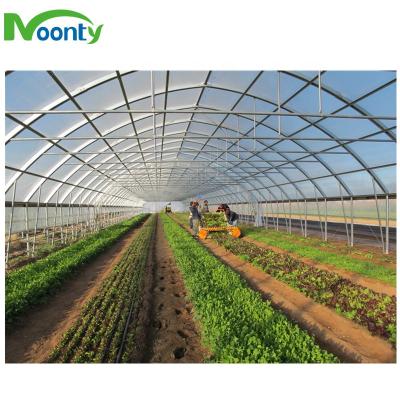 China Economical Polytunnels Greenhouse for sale