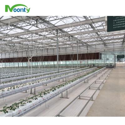 China Agriculture Planting Venlo Glass Greenhouse For Hydroponic Growing System for sale