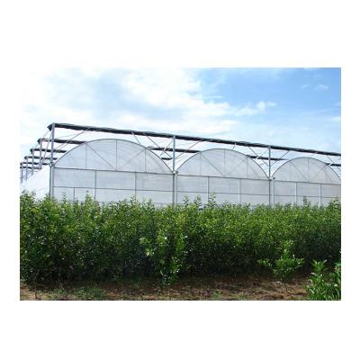 China Agriculture Planting Factory Wholesale Gothic Multi Span Agricultural Greenhouse For Farm for sale