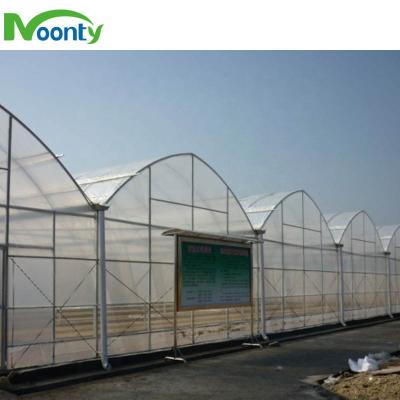 China PE Gothic Style Multispan Greenhouses For Tomato Breeding for sale