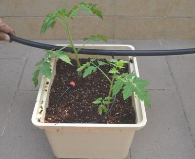 China Plastic Hydroponics Bucket Growing System for sale