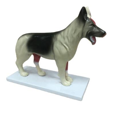 China High Quality Medical School /biology Class /Drug Promotion Dog Anatomical Model For Education for sale