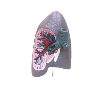 China Human Anatomical Science Lung Segment Model Human Anatomical , Human Biology Lung Model Medical Biology for sale