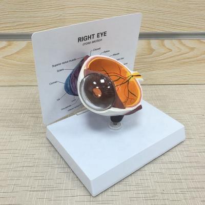 China Medical school /biology class /drug promotion 3D human eye anatomical model for school,eyeball anatomy of eye for medical teaching for sale