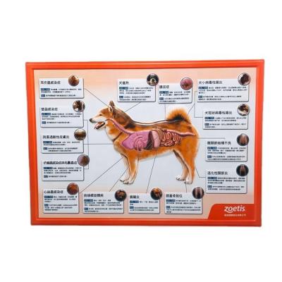 China FLASHING 3D Wall Chart Plastic Wall Chart Animal Anatomy for sale