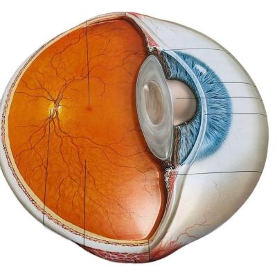 China 3D Embossed Custom Plastic Poster /Blister Eye 3D Anatomical Wall Charts for sale