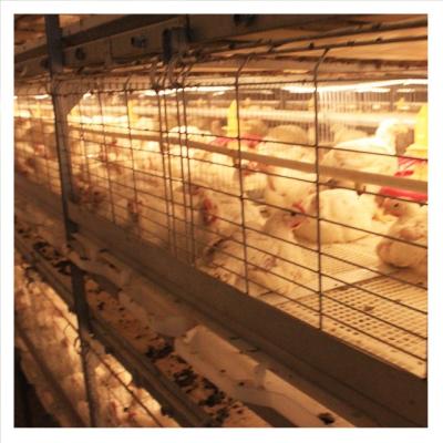 China Fully Automatic 4 Row Dorking Chicken Battery Cage Farms Cheap New Design H Type System for sale