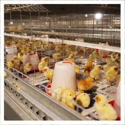 China Commercial Chicken Feeding Hot Dip Galvanized Layer Cage Poultry Equipment For One Day Old Chick for sale