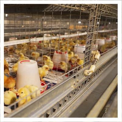 China Full Automatic Galvanized Day Baby Chick Brooder Battery Hot Dip Poultry Layer Cage for sale