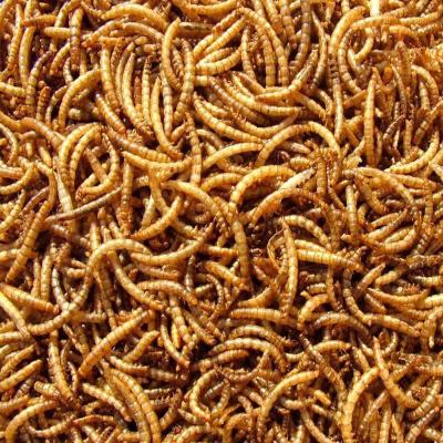 China Factory Wholesale Price Chicken Feed Supplement Viable Edible Insect Dried Mealworm Treat For Fish Mealwors /fish Feed Dried Edible Insect for sale