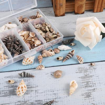 China None About 100Pcs/Box Mix Natural Sea Shells Natural Mini Conch Corn Screw Material Craft For Jewelry Making Accessories Findings for sale