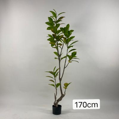 China Wholesale Environmental Protection Low Price Rubber Tree Artificial Artificial Ficus Elastica For Home Decoration for sale