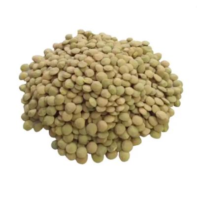 China Low Carb High quality Green Lentils ecological product of Russia wholesale prices lentils for sale in bulk for sale