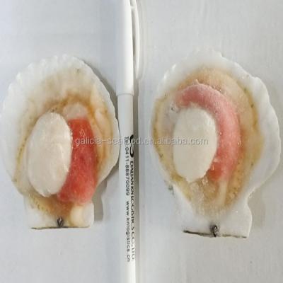 China FROZEN Frozen Fish Roe-on Scallop in Half-SHELL for sale