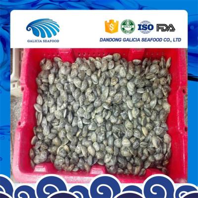 China Top grade baby clam shell jelly cooked jelly export grade for sale