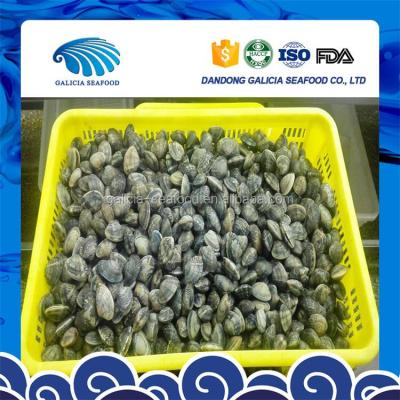 China Cooked FROZEN Fresh Frozen Vacuumed Baby Clam Shortneck Shellfish for sale