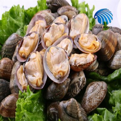 China FROZEN Frozen Boiled Clam with Wholesale Price for sale