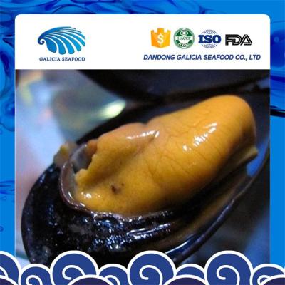 China FROZEN Tasty Frozen Mussels in Top Seller Half Shell for sale