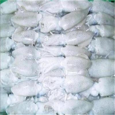 China BQF Low Fat Frozen Whole Baby Squid With Cheap Price for sale