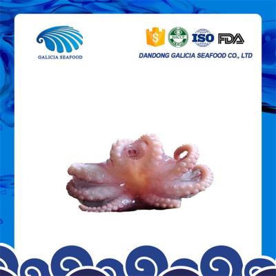 China fresh frozen seafood baby octopus in stock with favorable price 16-25 for sale