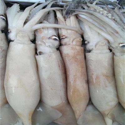 China Frozen Low-CARB Block Loligo Squid for sale