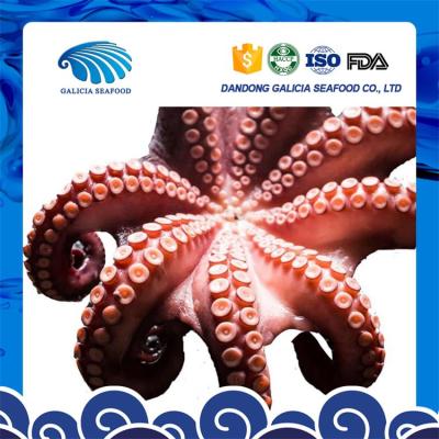 China hot sale high quality frozen octopus good in sale price 0.5-1 for sale