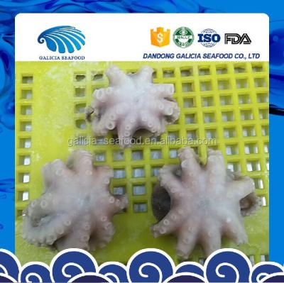 China Frozen Octopus Ocellatus Flower Type 16-25 for sale