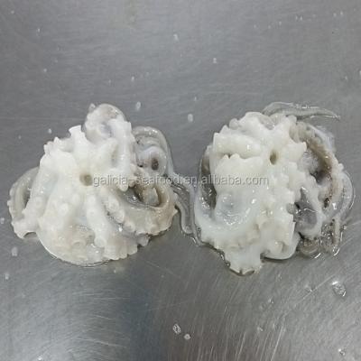 China Octopus Flower Baby Frozen Octopus 16-25 for sale