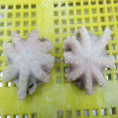 China Frozen Blanched Baby Octopus In Flower Shape 16-25 for sale