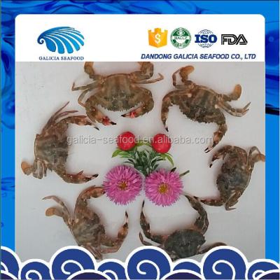 China Fresh Frozen Half-Cut Mud Crabs for sale