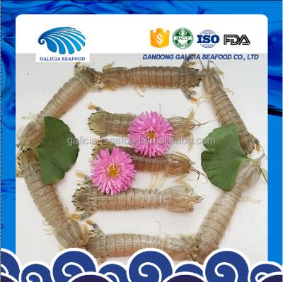 China Squilla's FROZEN Frozen Mantis Shrimp for sale